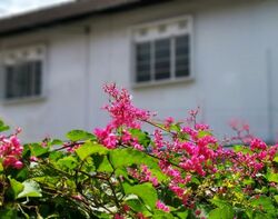 Joo Chiat Place (D15), Terrace #473821791